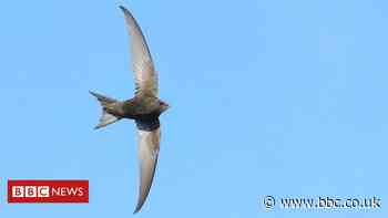 Edinburgh aims to become sanctuary for swifts as numbers decline