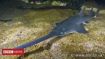 'Hedge trimmer' fish facing global extinction