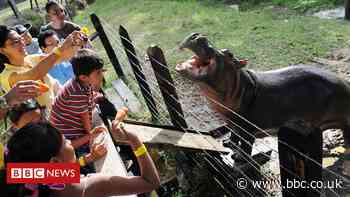 Pablo Escobar: Why scientists want to kill Colombia's hippos