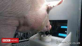 Pigs can play video games with their snouts, scientists find