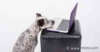 How to Have a Meaningful Video Chat … With Your Dog