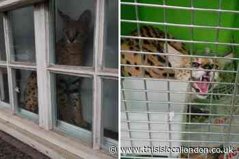 'Dangerous' wildcat spotted in Wandsworth