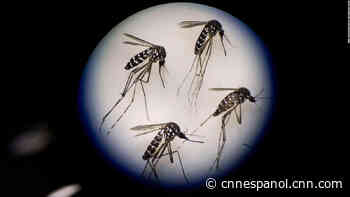 Buenos Aires registra una fuerte invasión de mosquitos, ¿pueden transmitir el covid-19? - CNN