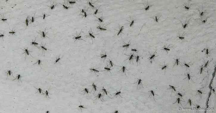 ¿Cuándo se irá la invasión de mosquitos de Buenos Aires? - infobae