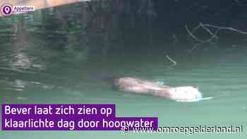 Bever laat zich op klaarlichte dag zien door hoogwater - Omroep Gelderland