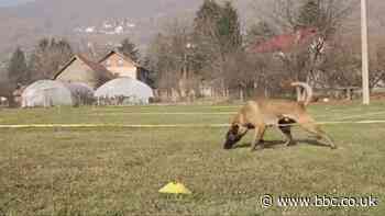 ICYMI: A dog rescue and a dog detective