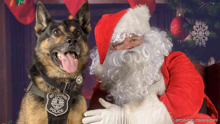 Pittsburgh Police K9 Edo To Be Put Down After Experiencing Illness