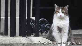Chief mouser Larry the cat celebrates 10 years in Downing Street