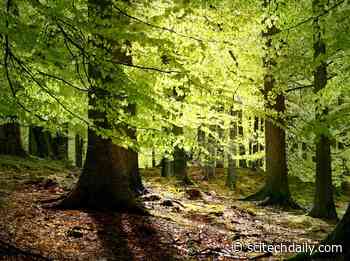 NASA Satellites Improve the Accuracy of Forests’ Impacts on the Global Carbon Budget