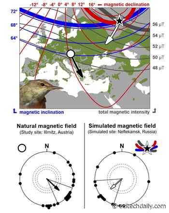 Birds Can “Read” the Earth’s Magnetic Signature to Navigate Back on Course