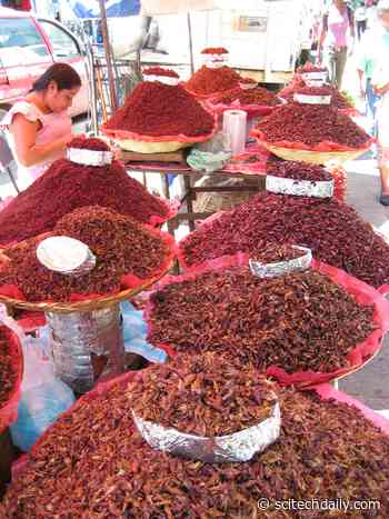 Grasshoppers and Roadblocks: Indigenous People Fight COVID-19 in Rural Mexico With Little Government Support