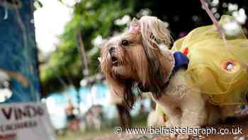 Rio’s carnival goes to the dogs as human festivities scrapped