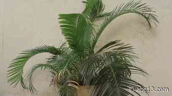 BRRRR! How to protect your plants from the cold - KTRK-TV