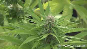 Proponents of medical marijuana angry over Senate bill - WTOK