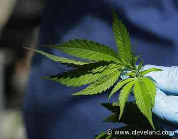 Officials seek public comments on potential new Ohio medical marijuana conditions – from Huntington’s disease - cleveland.com