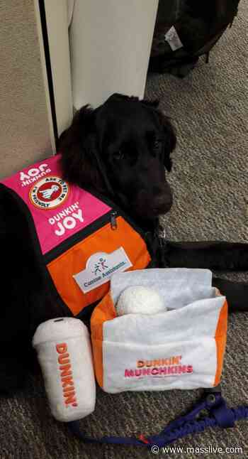 UMass Memorial Children’s Medical Center welcomes ‘Valentina,’ in-residence therapy dog from Dunkin’ Joy in C - MassLive.com