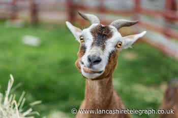 JOE McARDLE: If some goats can earn £50,000, imagine what my cat could do!