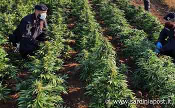 Maxi sequestro di canapa nel Nuorese: requisita 'erba' per circa 200mila euro - Sardiniapost.it - SardiniaPost