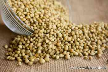 Coriandolo, virtù e benefici dell'erba aromatica - il Giornale