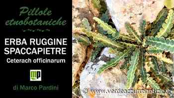MARCO PARDINI CI PARLA DELLA PIANTA ERBA RUGGINE SPACCAPIETRE - Verde Azzurro Notizie