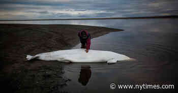 La nueva conversación con el reino animal