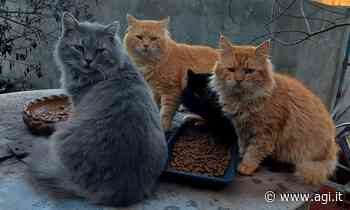 L'erba gatta protegge i felini contro le punture di zanzara - AGI - Agenzia Giornalistica Italia