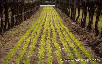 Jean Leon y CREAF estudiarán el secuestro de carbono en el viñedo - Tecnovino.com