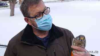 Michael Schanze lässt geheilten Turmfalken in Ronshausen wieder frei - HNA.de