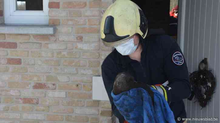 Brandweer redt uil die vastzit in schouw
