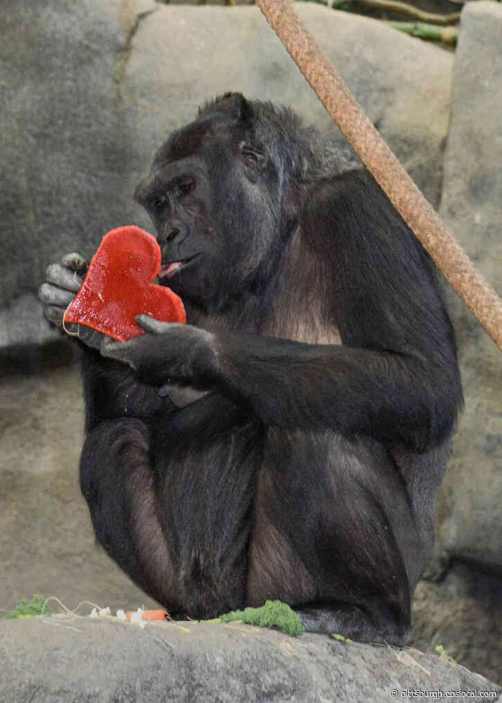 Cute Critters Celebrate Valentine’s Day At The Brookfield Zoo