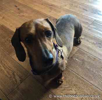 Desperate search for missing Fern a much loved dachshund - The Bolton News