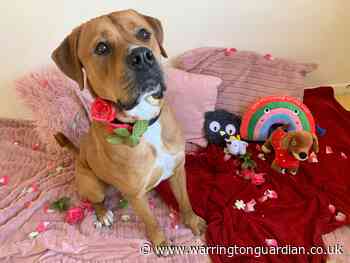 Dog seeking paw-fect match in new home this Valentine’s Day