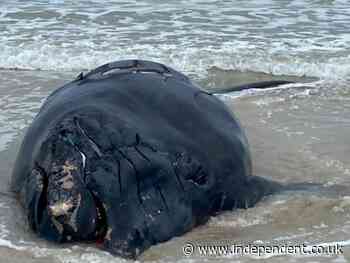 Endangered baby whale found dead on Florida beach