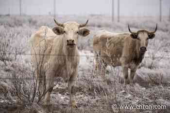 Wintry weather blanketing US to make rare dip to Gulf Coast