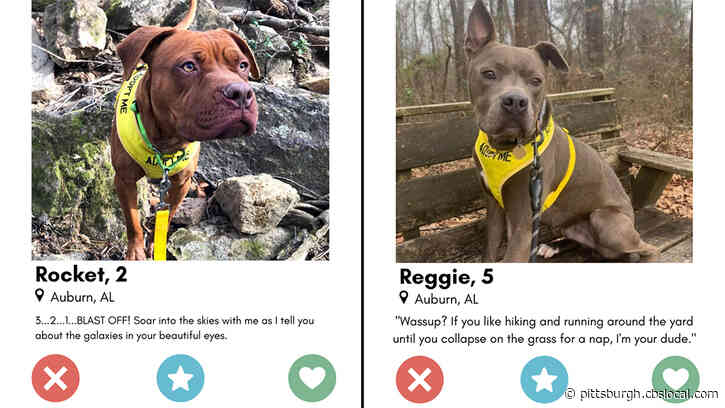 Animal Shelter Uses Speed Dating To Get Longtime Residents Adopted For Valentine’s Day