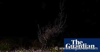 Rare pink flannel flowers bloom in Australia – in pictures