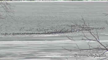 Nature lovers celebrate the third annual Birds on the Niagara Festival