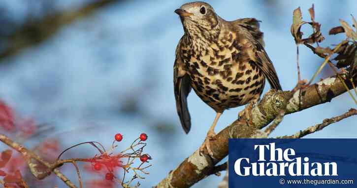 Country diary: a battle to protect birdsong and biodiversity