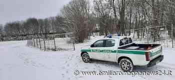 Provincia di Modena: San Cesario, caprioli in un'area privata recintata - Emilia Romagna News 24