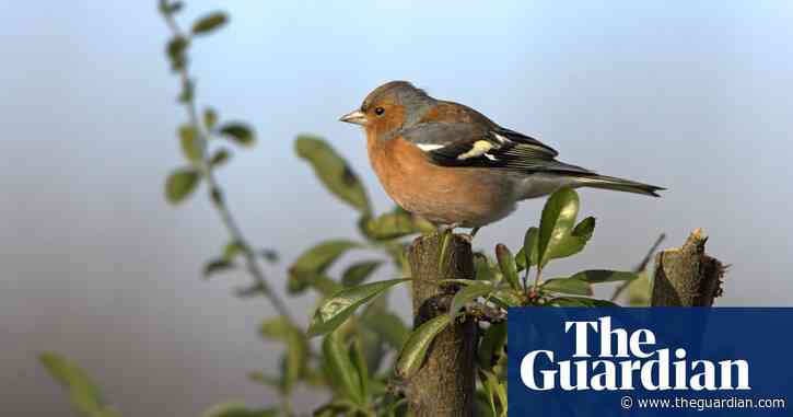 The hedger’s work reveals last spring's nests: Country diary, 17 February 1921