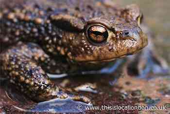 Road users in Ham warned over annual toad migration