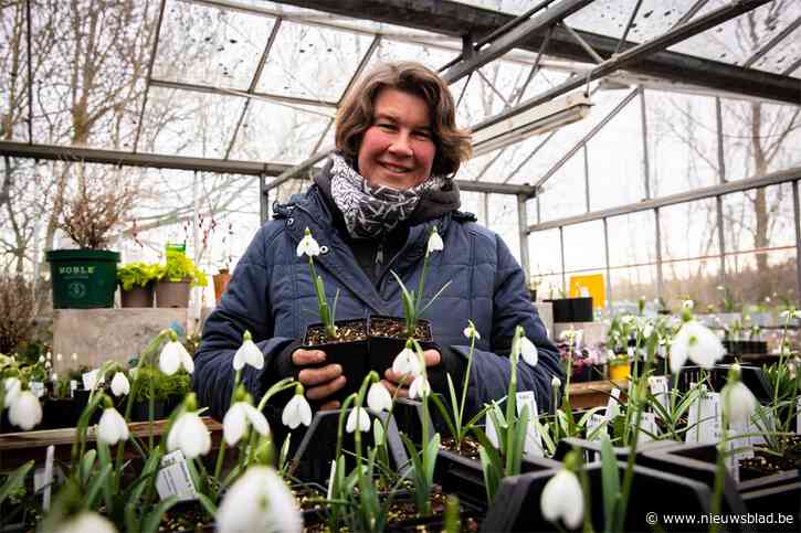 Van waakhonden tot ruilbeurzen: sneeuwklokjes verzamelen is een serieuze bezigheid