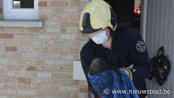 Brandweer redt uil die vastzit in schouw (Zwalm) - Het Nieuwsblad