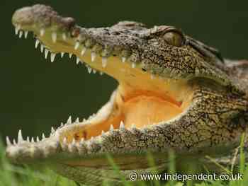 Human remains found inside crocodile amid hunt for missing fisherman