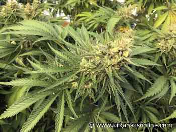 Medical pot poses probation dilemma - Arkansas Online