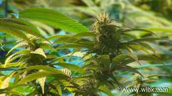 Proponents of medical marijuana angry over Senate bill - WLOX
