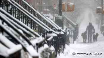 Cuddling penguins and snorkeling alligators: What animals do to stay warm during extreme cold