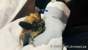 'Completely overwhelming': Sask. wildlife rehab takes in hundreds of bats found during curling rink renovation