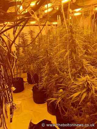 Total of 101 plants found at cannabis farm on Bedford Street, Bury