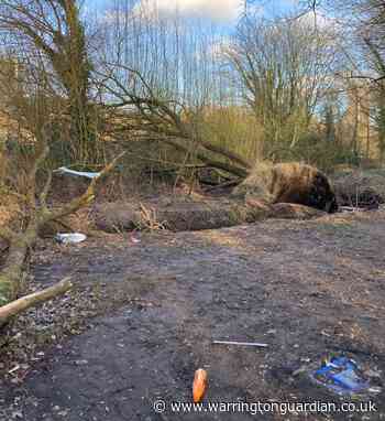 Youths damaging trees at gathering ran away from police